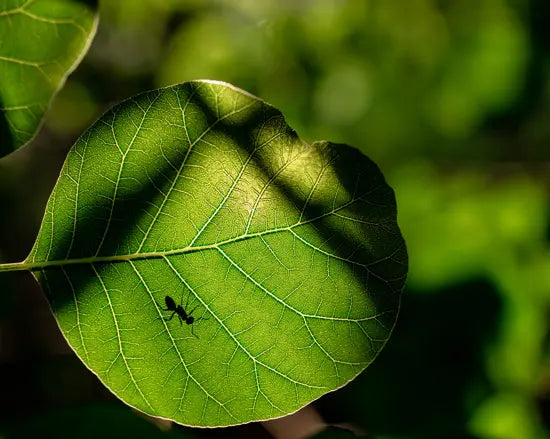 plants want Co2